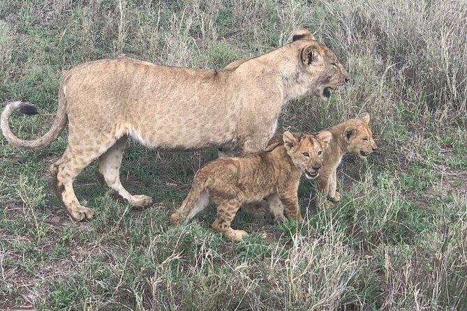 7-Day Private Safari to Amboseli National Park and Masai Mara - Wildlife Highlights
