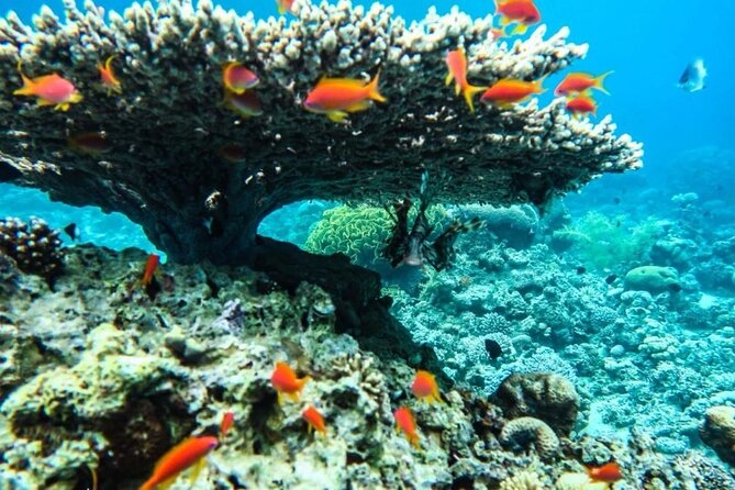 7-Day Private Tour, Jordans Beauty - Inclusions and Amenities