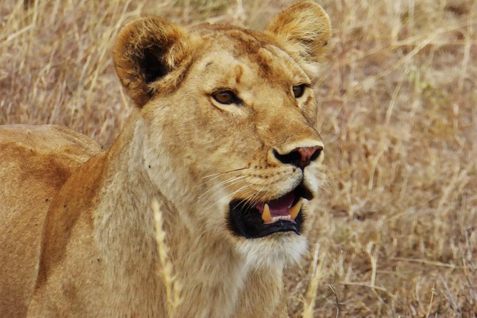 7-Day Safari (Including Serengeti) & Zanzibar Extension - Experiencing the Ngorongoro Crater
