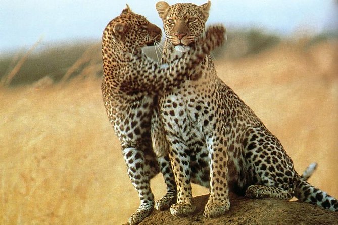 7-Day Safari (Including Serengeti) & Zanzibar Extension - Cuisine and Culinary Delights
