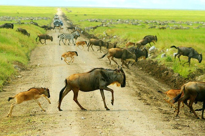 7-Day Safari (Including Serengeti) & Zanzibar Extension - Logistics and Transportation