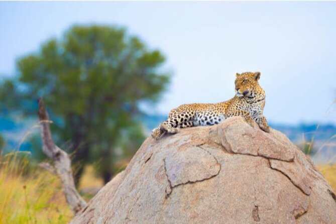 7-Day Safari to Maasai Mara, Lake Naivasha and Amboseli From Nairobi - Amboseli National Park