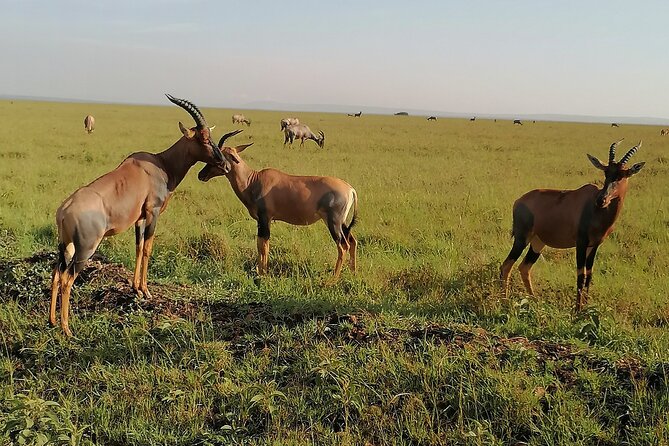 7-Day Safari to Maasai Mara, Lake Naivasha and Amboseli From Nairobi - Included Meals and Tips
