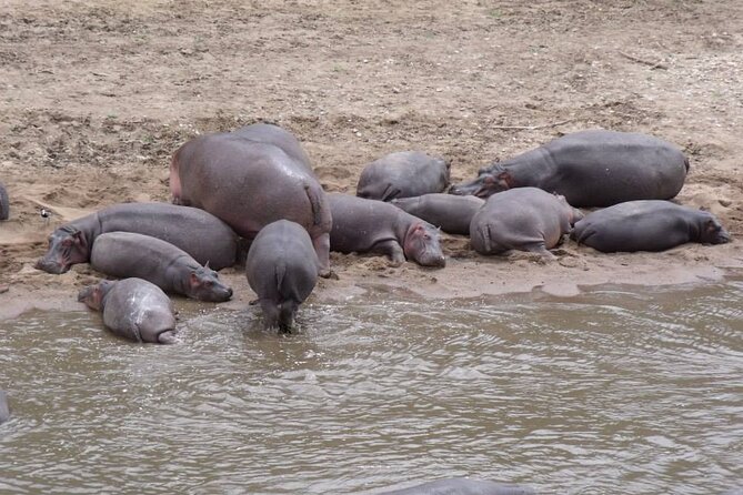7-Day Safari to Maasai Mara, Lake Naivasha and Amboseli From Nairobi - Pickup and Start Time