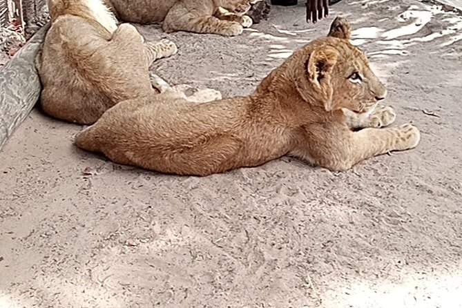 7-Day Senegal Private Trip From Dakar - Itinerary Highlights