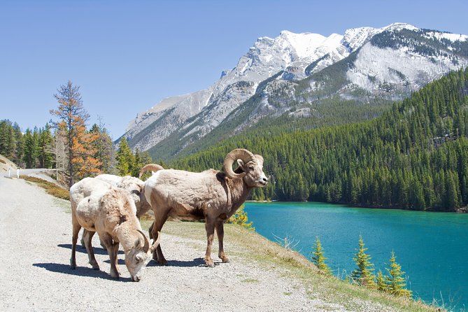 7-Day Small Group Tour: Canadian Rockies and National Parks - What to Expect