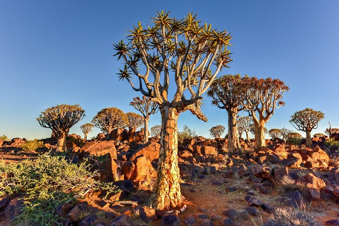 7 Day Southern Namibia and Sossusvlei Camping Safari - Safety and Fitness