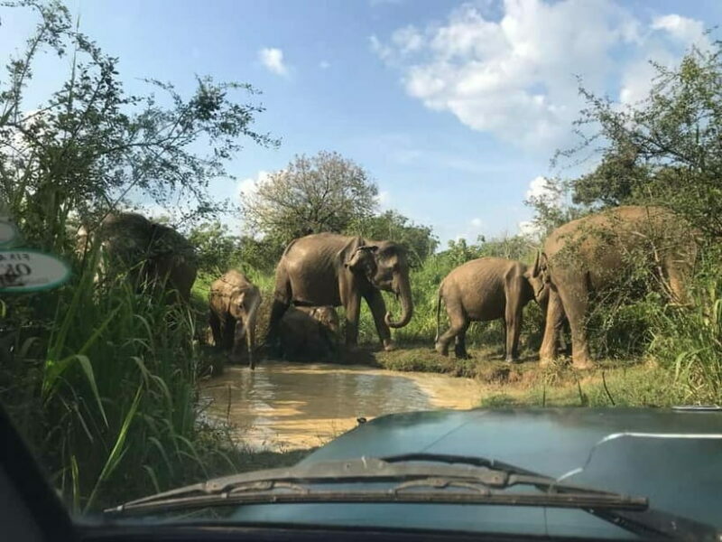 7-Day Sri Lanka Round Tour:With Hotels & Entrance Ticket all - Authentic Feedback and Highlights
