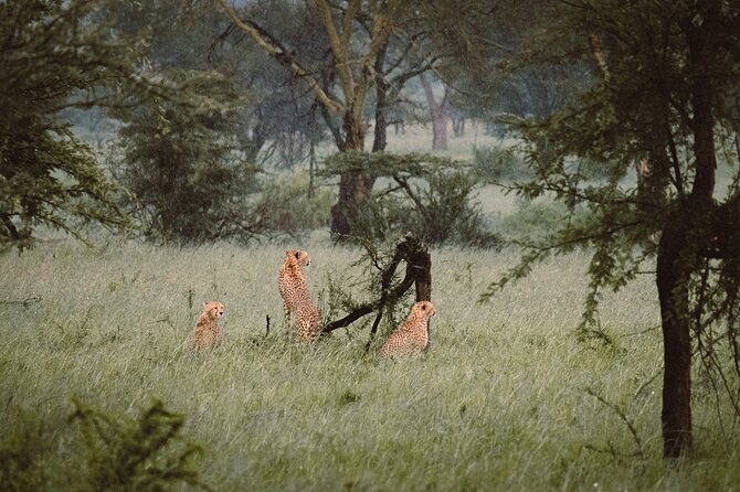 7-Day Tanzania Odyssey Safari- High End Tour - Inclusions
