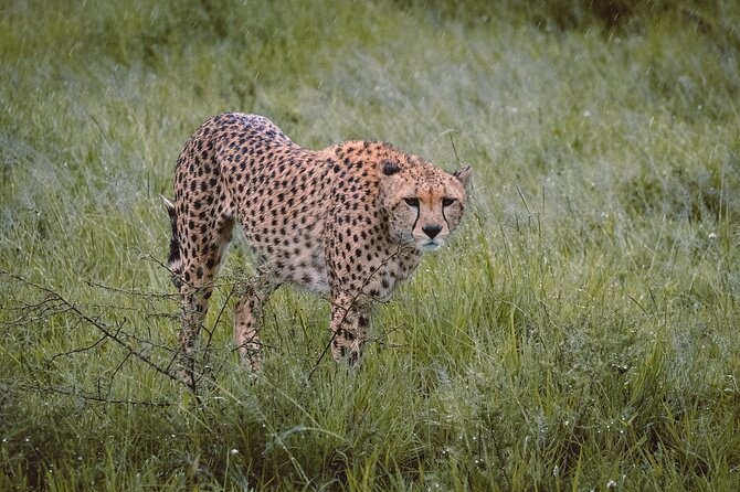 7-Day Tanzania Odyssey Safari- High End Tour - Meeting and Pickup