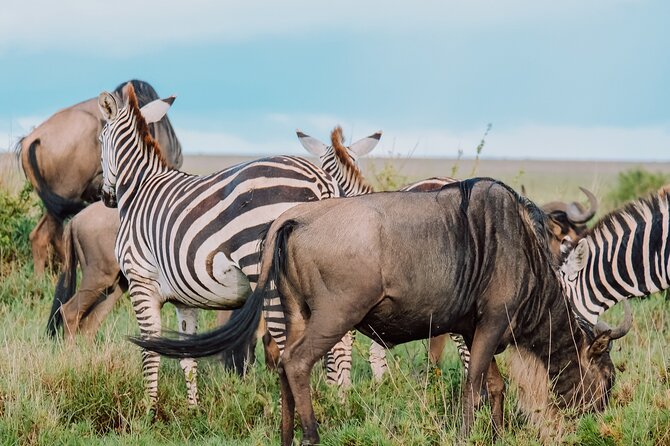 7-Day Tanzania Odyssey Safari- High End Tour - Accessibility and Additional Info