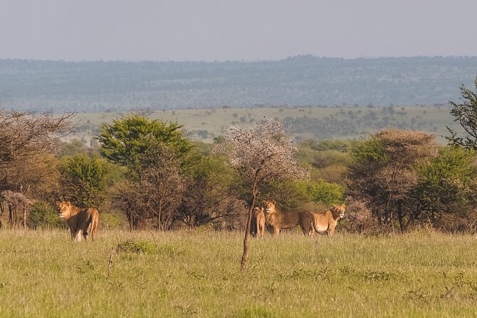 7-Day Tanzania Odyssey Safari- High End Tour - Sample Itinerary