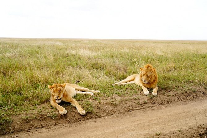 7 Day Tanzania Visiting Arusha, Lake Manyara, Serengeti, Ngorongoro & Tarangire - Itinerary Highlights
