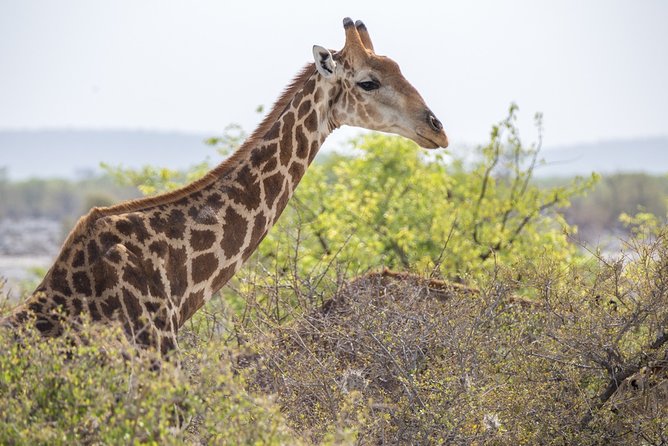 7 Day Taste of Namibia Lodging Safari - Activities