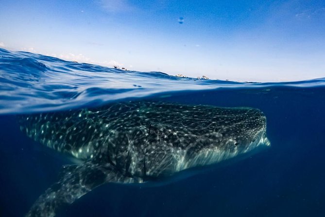 7 Day- Whale Shark Ecofriendly Tour in Cancun - Health and Safety Precautions