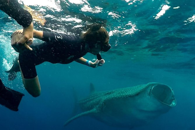 7 Day- Whale Shark Ecofriendly Tour in Cancun - Pickup and Confirmation