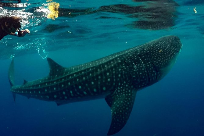 7 Day- Whale Shark Ecofriendly Tour in Cancun - Exploring the Biospheres