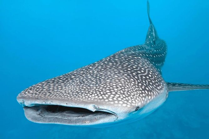 7 Day- Whale Shark Ecofriendly Tour in Cancun - Spotting Marine Turtles