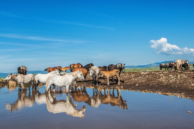 7-Day Wine Tour and Horseback Riding for Small Group in Bosnia - Booking Requirements and Tips