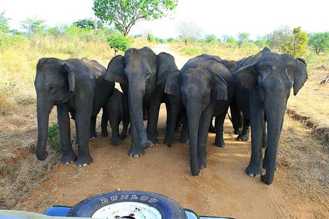 7 Days 6 Nights Package Tour With Holiday Walkers Sri Lanka - Package Pricing and Booking