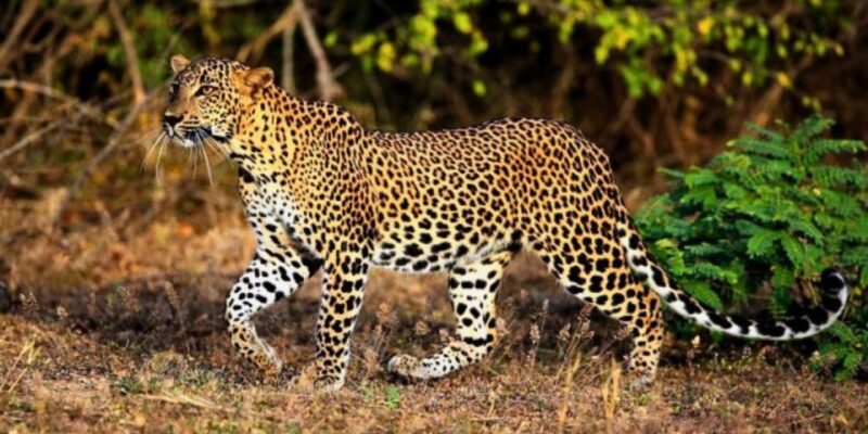 7 Days Absolute Fishing & Wildlife Safari by Boat - Itinerary Highlights