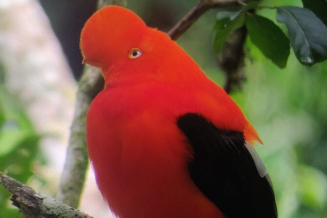 7 Days and 6 Nights Private Tour Manu National Park in Cusco - Exploring Manu National Park