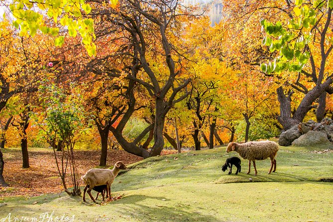 7-Days Autumn Tour to Hunza Valley - Logistics and Inclusions