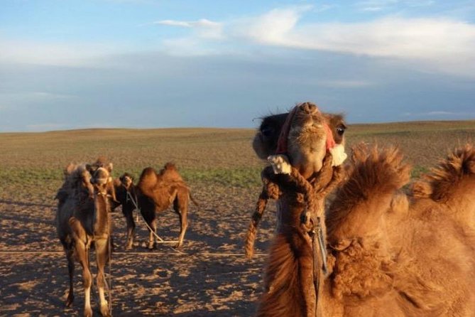 7 Days Central Mongolia and Great Gobi - Pricing and Booking