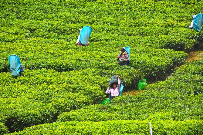 7 Days Classical Tour to Sri Lanka - Highlights of the Tour