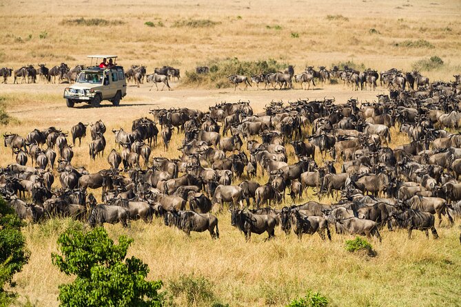 7 Days Cultural and Wildlife Safari - Accommodation and Meals