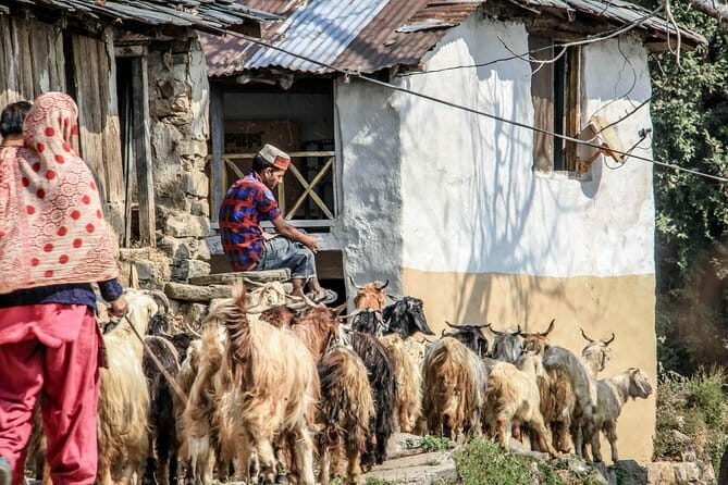 7 Days Dharamsala - Dalai Lama home Trek - An Introduction to the Tour and Its Appeal