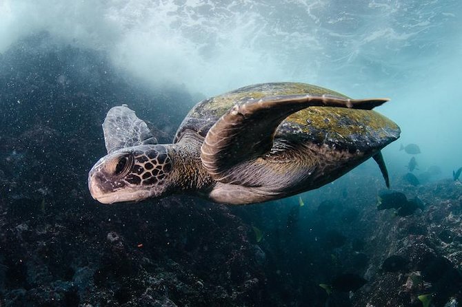 7 Days Diving and Hiking on the Galapagos Islands Tour - Local Activities