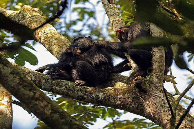 7 Days Flying Gorillas and Wildlife Safari Uganda Private Tour - Chimpanzee Encounter