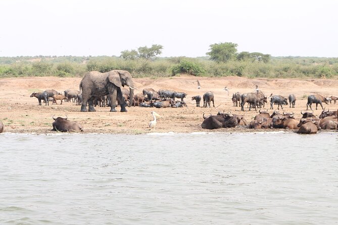 7 Days Flying Gorillas and Wildlife Safari Uganda Private Tour - Queen Elizabeth National Park