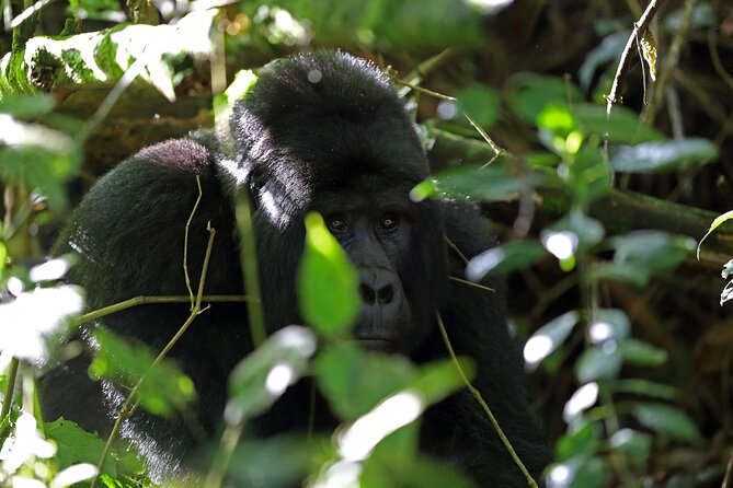 7 Days Flying Gorillas and Wildlife Safari Uganda Private Tour - Pricing and Booking
