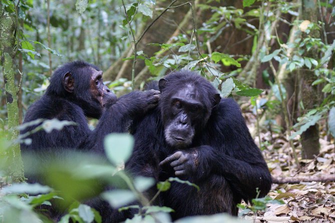 7 Days Fort Portal Culture Tour Western Uganda - Accessibility