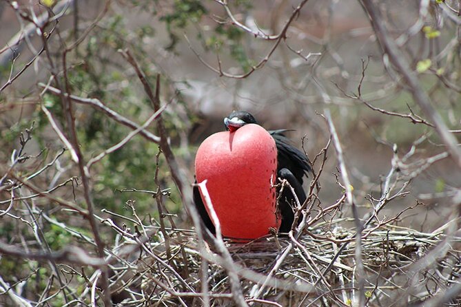 7-Days Galapagos Island Hopping Tour in Ecuador - Key Points