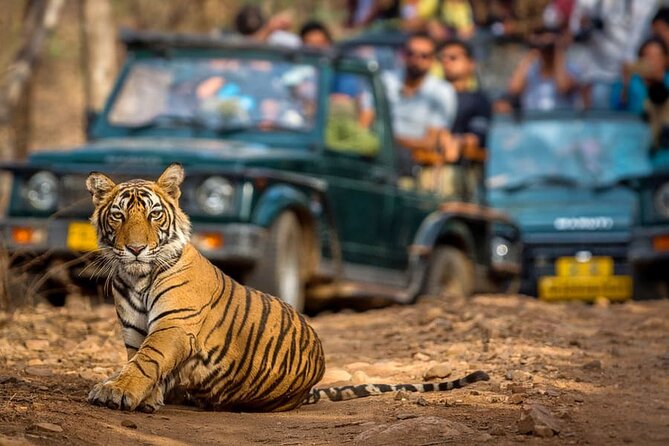 7 Days Golden Triangle Tour With Ranthambore & Varanasi Tour - Accommodation and Inclusions