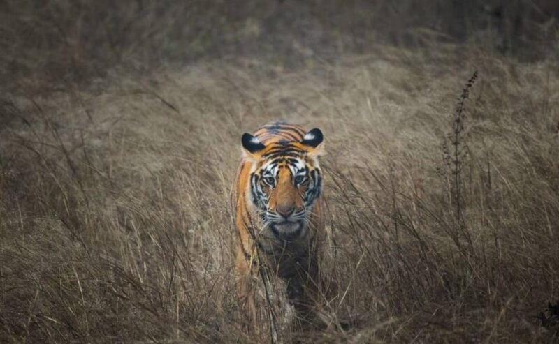 7-Days Golden Triangle Tour With Tiger & Leopard Safari - Inclusions