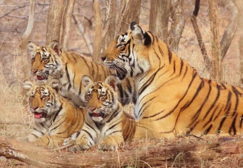 7-Days Golden Triangle Tour With Tiger & Leopard Safari - Exclusions