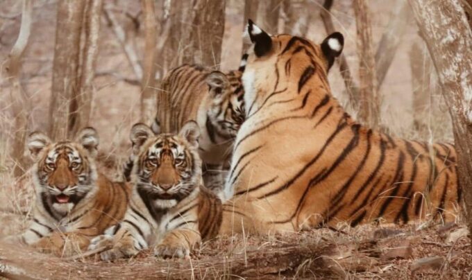 7-Days Golden Triangle Tour With Tiger & Leopard Safari - Tiger Safari Experiences