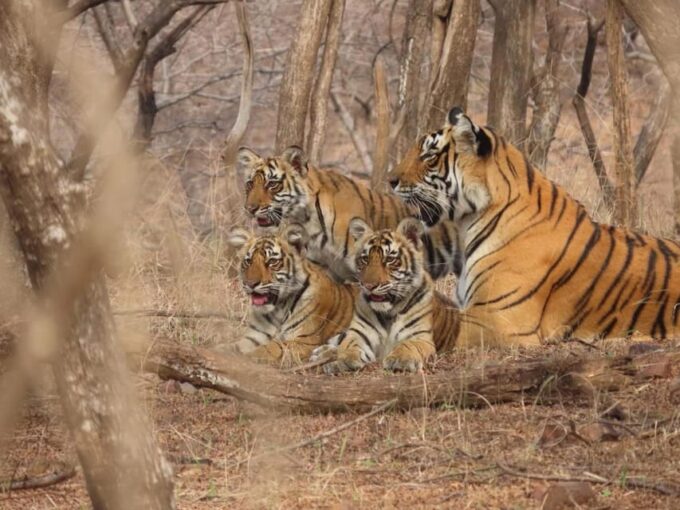 7-Days Golden Triangle Tour With Tiger & Leopard Safari - Customizable Itinerary