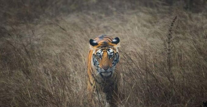 7-Days Golden Triangle Tour With Tiger & Leopard Safari - Frequently Asked Questions