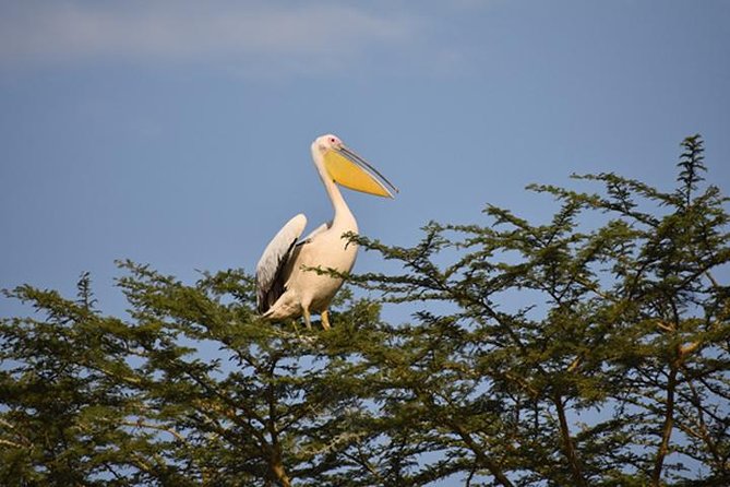 7 Days: Great Migration Mara River Crossing(manyara, Ngorongoro And Serengeti) - Manyara National Park Experiences