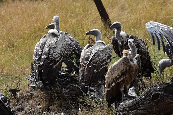 7 Days: Great Migration Mara River Crossing(manyara, Ngorongoro And Serengeti) - Accommodations and Amenities