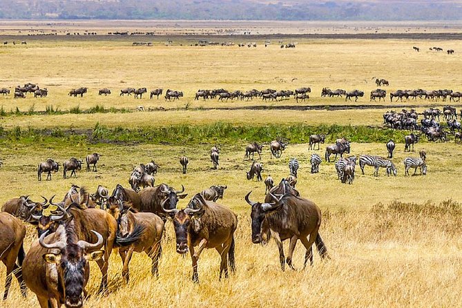 7 Days Great Migration Safari - Accommodation and Meals: Comfort and Sustenance