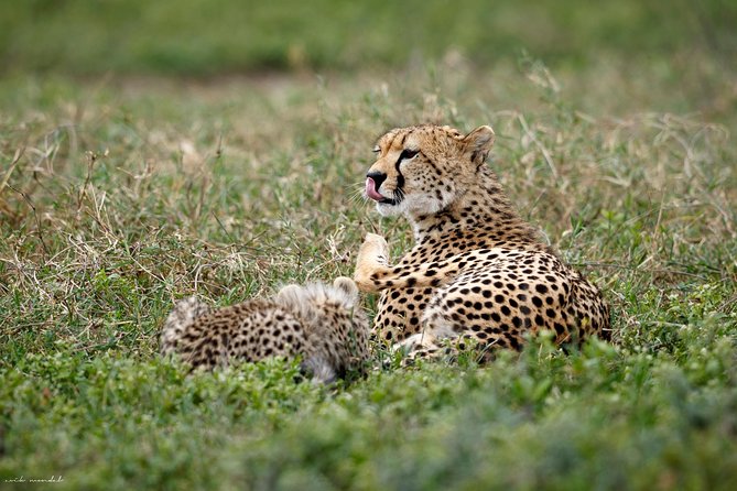 7 Days Great Wildebeest Migration Mara River Crossing - Unforgettable Wildlife Viewing