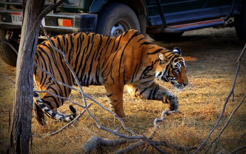 7 Days India Taj Mahal Tour With Ranthambore Tiger Safari - Itinerary Highlights