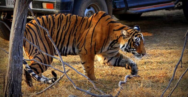 7 Days India Taj Mahal Tour With Ranthambore Tiger Safari - Included Features