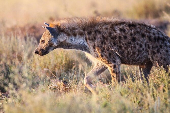 7 Days Journey of the Wildebeest – Luxury Holidays Serengeti - Serengeti National Park Overview